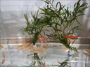 黃金泥鰍魚苗活體淡水養(yǎng)殖冷水清道夫小金龍魚缸清潔工具魚招財(cái)魚新練手活魚觀賞魚 黃金泥鰍苗7-9厘米10條（包活到家） 曬單實(shí)拍圖