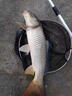 釣魚(yú)小藥正品高濃度誘魚(yú)劑野釣黑坑水庫溪流通殺鯽魚(yú)鯉魚(yú)羅非鰱鳙 一瓶 曬單實(shí)拍圖