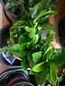 小盆梔子花盆栽四季開花部分帶花苞室內(nèi)綠蘿水培花卉綠植物 低配款：15-20cm【2株】當年少量開花 濃香型梔子花【帶花苞】10天開花 曬單實拍圖
