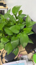 雙盟綠蘿盆栽除甲醛花卉綠植辦公室新房?jī)艋諝?80加侖4盆裝源頭直發(fā) 曬單實(shí)拍圖
