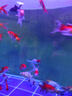 百綸木千金魚(yú)觀(guān)賞魚(yú)不打氧耐活小魚(yú)淡水魚(yú)好養活冷水魚(yú)活魚(yú)紅獅子頭國獅 頂紅 紅獅 紅白獅各5條共15條 曬單實(shí)拍圖