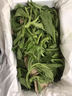 冰菜新鮮冰菜冰草即食沙拉冰葉沙拉菜火鍋食材涼拌蔬菜順豐包郵 1斤 曬單實(shí)拍圖