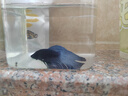 好養易活漂亮進(jìn)口寵物泰國斗魚(yú)活體觀(guān)賞魚(yú)淡水熱帶魚(yú)小型半月活魚(yú) 精品馬尾公1條 曬單實(shí)拍圖