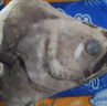 亞又婧碟魚(yú)頭冷凍鰈魚(yú)頭超大鴉片魚(yú)頭深海新鮮比目魚(yú)雅片魚(yú)頭蝶魚(yú)頭海鮮 4-5只（300-350g/只） 1.6kg 曬單實(shí)拍圖
