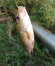 釣魚(yú)餌料野釣通殺老三樣藍鯽速攻918黑坑綜合餌四季通用全能魚(yú)餌 藍鯽+大野戰腥版+速攻腥味110克 曬單實(shí)拍圖
