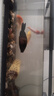 錦鯉魚(yú)活體觀(guān)賞魚(yú)活魚(yú)小型易養冷水淡水魚(yú)小魚(yú)苗錦鯉金魚(yú)好看錦鯉 10-12cm 六色錦鯉套餐6條 曬單實(shí)拍圖