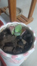 榮郁 多肉植物蕾絲公主寬葉不死鳥(niǎo)大葉落地生根綠植迷你盆栽 1棵小苗5-6厘米苗子 不含盆 曬單實(shí)拍圖