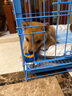 洽苒日本狗狗玩具橡膠球進(jìn)口寵物犬遛狗訓(xùn)練專(zhuān)用耐咬神器互動(dòng)發(fā)聲球  橡膠彈球兩只裝（S）直徑約5cm 曬單實(shí)拍圖