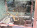 REPTIZOO爬寵加熱墊帶溫控加熱墊守宮蛇烏龜蜥蜴自動(dòng)恒溫 【智能溫控36w】贈固定雙面膠 曬單實(shí)拍圖