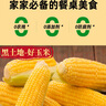 王老寶東北黃糯玉米  甜糯玉米棒 新鮮真空包裝加熱  即食黏玉米 迷你小黃糯(單支150g-180g) 10個 曬單實(shí)拍圖