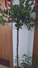 花財主大型盆栽綠植 檸檬樹鴨腳木發(fā)財樹天堂鳥綠植室內客廳大盆栽 S級香水檸檬1.5-1.7米【鉆石盆】 含盆 曬單實拍圖