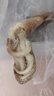 美加佳 鮮凍整只大魷魚（2-3只） 凈重550g 整條魷魚 深海捕撈 海鮮水產(chǎn) 曬單實拍圖