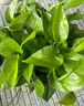 雙盟綠蘿盆栽除甲醛花卉綠植辦公室新房?jī)艋諝?80加侖4盆裝源頭直發(fā) 曬單實(shí)拍圖
