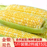滇味十足（DIANWEISHIZU）水果玉米甜玉米云南金銀雙色新鮮甜嫩水果玉米棒鮮玉米茄果瓜 金銀雙色 精選大果7根 曬單實(shí)拍圖