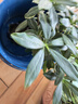 金邊瑞香盆栽濃香型老樁大苗帶花苞耐寒陽臺花卉植物室內(nèi)花年宵花 瑞香八年壯苗爆款苗【開花爆盆】原盆 曬單實(shí)拍圖