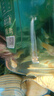 澤馭名寵天空藍白孔雀魚(yú)熱帶魚(yú)淡水觀(guān)賞魚(yú)好養小型蝶翼純種燕尾鳳尾緞帶 2.5-4cm天空藍12只 曬單實(shí)拍圖