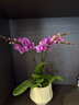 【蝴蝶蘭盆栽帶盆】帶花帶花苞室內(nèi)花卉高端綠植年貨喜慶植物花卉 粉色系3劍蝴蝶蘭【品種隨機(jī)】北歐盆 曬單實(shí)拍圖