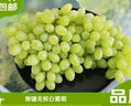 京鮮生 新疆無核白葡萄凈重3.5斤 生鮮水果 馬奶提子 源頭直發(fā) 易掉粒 曬單實(shí)拍圖