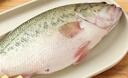 鮮活沖浪河鱸魚(yú)400-500g/條 曬單實(shí)拍圖