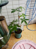 發(fā)財樹(shù)種子原生苗小盆栽招財樹(shù)室內辦公室客廳觀(guān)葉四季常青吸甲醛 五福發(fā)財樹(shù)1盆（一盆五株苗） 種 含盆 曬單實(shí)拍圖