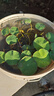 瘋狂水草碗蓮種子睡蓮水培植物綠植室內四季魚(yú)缸造景水草種子植物直接入缸 曬單實(shí)拍圖