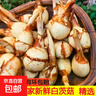 云南白茨菇新鮮農家自種白菇蘑菇白菇白花菇食用菌菇慈姑 新鮮白茨菇 2斤 曬單實(shí)拍圖