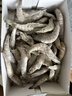 冰鮮部族國產(chǎn)青島大蝦白蝦青蝦基圍蝦鮮蝦冷凍生鮮蝦類鮮活特大海捕整箱裝 15-17cm整箱 3斤(凈重) 曬單實拍圖