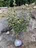 四季耐寒喬木繡球花 中華木繡球大花斗球 陽(yáng)臺綠植盆栽庭院地栽 中華木繡球2公分獨桿 曬單實(shí)拍圖