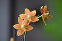 尼康（Nikon）尼克爾 Z卡口鏡頭 尼康Z系列微單相機鏡頭 Z 105mm f/2.8 VR S微距鏡頭 官方標配 曬單實拍圖