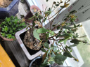 四季開花 西洋杜鵑花苗盆栽室內庭院植物紫杜娟花樹映山紅帶花苞 紅杜鵑8年苗（帶花苞） 不帶盆 曬單實拍圖