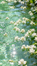 希思黎（Sisley）全能乳液1.5ml+黑玫瑰面霜4ml體驗(yàn)裝禮物【效期至26年12月】 曬單實(shí)拍圖