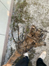 柿子苗樹(shù)苗嫁接果樹(shù)苗南北方種植地栽火晶柿脆甜柿子樹(shù)苗當年結果 火晶柿子【五年苗當年結果】 90cm(含)-99cm(含) 曬單實(shí)拍圖