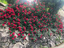 1.6米藤本月季特大花濃香庭院爬藤攀援植物薔薇花苗陽(yáng)臺玫瑰盆栽 【小女孩】多分枝精選母本大苗1.6米高左右 曬單實(shí)拍圖