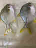 1號(hào)會(huì)員店（One's Member）甄選海南二去金鯧魚(yú)去鰓去內(nèi)臟生鮮魚(yú)類(lèi) 海鮮水產(chǎn) 700g/2條裝 曬單實(shí)拍圖