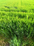 飼用燕麥草種子牧草種籽高產(chǎn)耐旱耐寒養(yǎng)殖牛羊馬兔魚草籽四季常青 飼用燕麥草【新種子包發(fā)芽】 5斤凈籽【春秋播種高產(chǎn)型】 曬單實(shí)拍圖