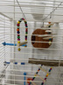 YEE鸚鵡仿藤編鳥窩夏季透氣耐啃咬虎皮牡丹珍珠文鳥懸掛躲避用品 曬單實拍圖
