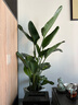植男植女天堂鳥(niǎo)盆栽客廳室內好養大型落地綠植辦公室大葉鶴望蘭源頭直發(fā) 曬單實(shí)拍圖