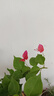 重瓣三角梅苗盆栽地栽花卉老樁室內(nèi)陽(yáng)臺(tái)庭院爬藤植物四季開(kāi)花 中國(guó)紅色【花期帶花原盆原土發(fā)貨】 曬單實(shí)拍圖