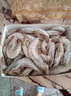 賣(mài)魚(yú)郎先生青島鹽凍大蝦凈重3.6斤 10-15只/斤 白蝦大蝦基圍蝦生鮮 蝦類(lèi) 曬單實(shí)拍圖