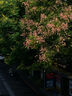 松下（Panasonic）Lumix G100D M43畫幅相機 M43卡口 微單相機 無反數(shù)碼相機 G100D+【12-60+25F1.7】雙白盒套裝 曬單實拍圖