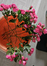 一網(wǎng)情深多頭玫瑰鮮花云南昆明基地直發(fā)鉆石小玫瑰泡泡芭比水養花束辦公室 蘇菲多頭泡泡10枝 曬單實(shí)拍圖