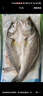仙泉湖三去白蕉海鱸魚(yú)1斤/條凈膛冷凍刺少肉厚珠海特產(chǎn)500g生鮮食材 曬單實(shí)拍圖