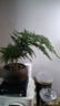 文竹盆栽室內(nèi)客廳植物花卉辦公室綠植桌面凈化空氣創(chuàng)意小盆景原盆 精選小文竹【15-22cm高】3盆+育苗盤 曬單實拍圖