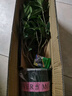 開時果 四季桂花盆栽樹苗濃香型 新中式盆景辦公室內(nèi)綠植物源頭直發(fā)包郵 精品四季桂+磚紅加侖盆 【整高約40-50cm左右】 曬單實拍圖