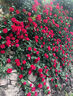 1.6米藤本月季特大花濃香庭院爬藤攀援植物薔薇花苗陽(yáng)臺玫瑰盆栽 【小女孩】多分枝精選母本大苗1.6米高左右 曬單實(shí)拍圖