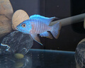 伊罕EHEIM 魚缸加熱棒自動(dòng)恒溫水族箱加溫器 防爆玻璃 加熱器 經(jīng)典款300w防爆加熱棒-長51cm 曬單實(shí)拍圖