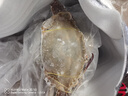 舟山梭子蟹鮮活特大野生大螃蟹新鮮冷凍海鮮水產(chǎn)海蟹飛蟹白蟹順豐 7-9兩/只【5斤凈重 特大肥壯】 曬單實(shí)拍圖
