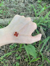 Grace Girl四葉草項鏈女士款簡(jiǎn)約氣質(zhì)玫瑰金鎖骨鏈七夕情人節生日禮物送女友 曬單實(shí)拍圖