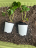 草莓苗盆栽 秋冬季四季結果陽(yáng)臺種植苗秧紅顏奶油丹東九九 丹東草莓1盆 原盆帶花帶果+肥料 高約18-23cm 曬單實(shí)拍圖