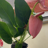 水培植物粉掌盆栽水養(yǎng)紅掌鮮花綠植辦公室內(nèi)面好養(yǎng)活四季開花 粉掌一棵-無花瓶 曬單實(shí)拍圖